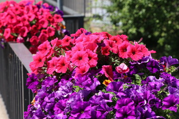 Flowering petunia on the railing of the bridge