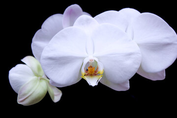 Fototapeta na wymiar White Orchid2