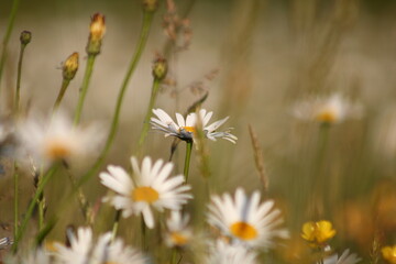 marguerites
