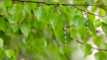 Gold earrings with blue topaz hang on a birch tree like birch flowers