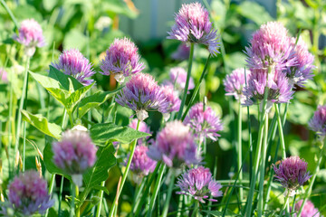 Purple flowers of Chives (Allium schoenoprasum), family Amaryllidaceae. Selective focus ,Blurred flowers .Beautiful floral background