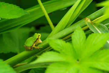 まだおさないアマガエル