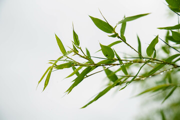 雨上がり笹の葉の水滴