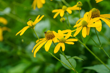 オオハンゴウンソウの花
