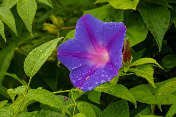 雨上がりの朝顔の花