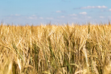 golden wheat field
