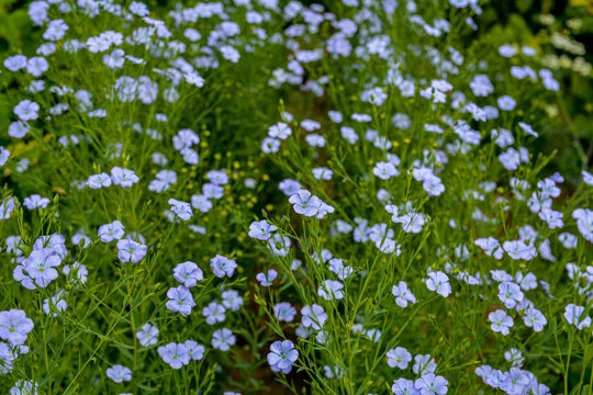 Flax (Linum usitatissimum) flowers, close up shot, local focus