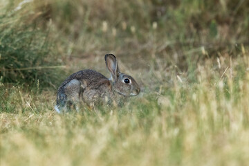 Rabbit (Oryctolagus cuniculus) in a meadow 