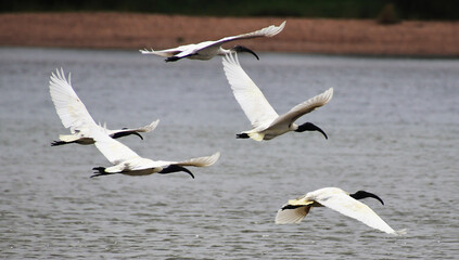 river and white heron family are flying