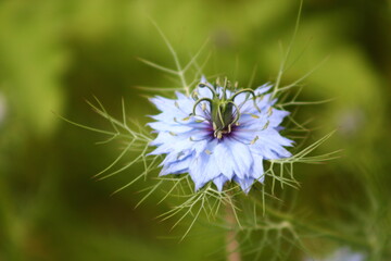 Nigelle de Damas