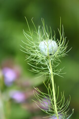 Nigelle de Damas