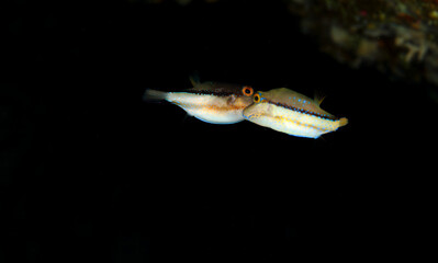 Two fish in shades of white and brown swimming in the middle of the ocean on a black background