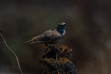 small grey bird field lark