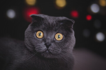 Scottish fold