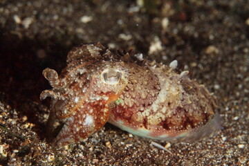 Small cuttlefish with reddish tones moving on the sandy seabed at night in search of food.