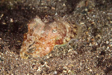 Small cuttlefish with reddish tones moving on the sandy seabed at night in search of food.
