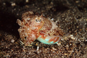 Small cuttlefish with reddish tones moving on the sandy seabed at night in search of food.
