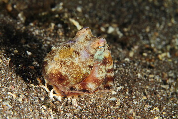 Small octopus moving on the sandy seabed at night in search of food.
