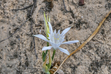 Sand lily or Sea daffodil closeup view. Pancratium maritimum, wild plant blooming Sea pancratium lily.