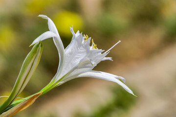 Sand lily or Sea daffodil closeup view. Pancratium maritimum, wild plant blooming Sea pancratium...