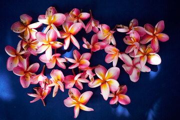 frangipani flower
