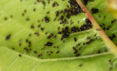 Aphids on leaves. Little black insects that suck the sap of plants, pests of fruit trees. A lot of harmful aphids on green damaged cherry leaves.