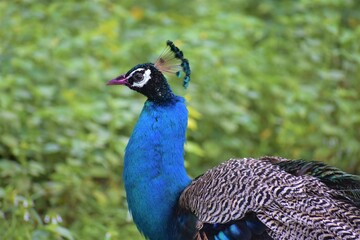 Obraz premium Peacock