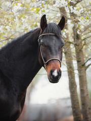 closeup portrait of young sport stallion horse with handmade halter
