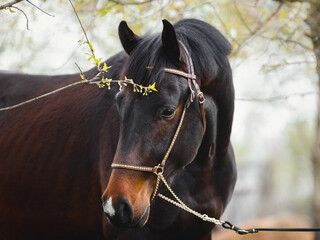 closeup portrait of young sport stallion horse with handmade halter
