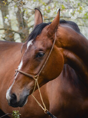 closeup portrait of young hanoverian sport mare horse with handmade halter