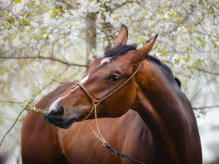 Fototapeta premium closeup portrait of young hanoverian sport mare horse with handmade halter
