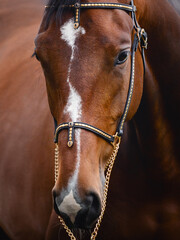 closeup portrait of young hanoverian sport mare horse with handmade halter