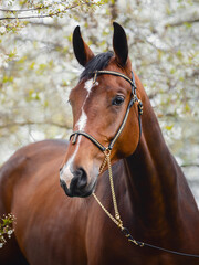 closeup portrait of young hanoverian sport mare horse with handmade halter