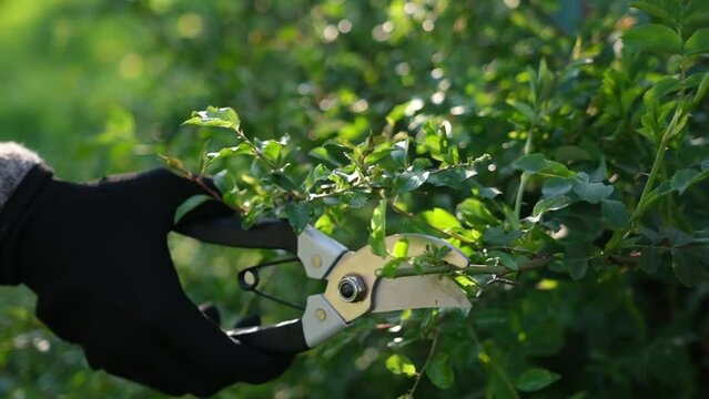 gardening concept - gardener with secateurs cutting branches of bushes