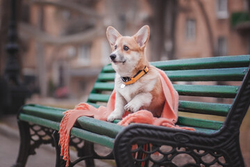 Welsh Corgi Pembroke