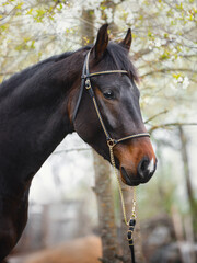 closeup portrait of young sport stallion horse with handmade halter