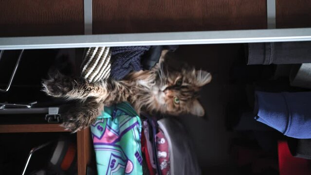 Funny video of a Maine Coon cat sitting in the closet, meme cat video for social networks, VERTICAL VIDEO