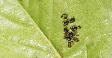 Aphids on leaves. Little black insects that suck the sap of plants, pests of fruit trees. A lot of...