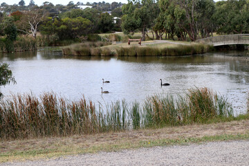 Naklejka na ściany i meble Wetland in Gateway sanctuary in Geelong, Melbourne, Australia : (pix SShukla)