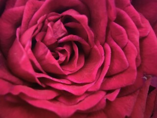 close up of pink rose