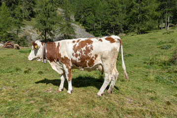 Fototapeta na wymiar Grazing cows Val Venosta, South Tyrol Italy