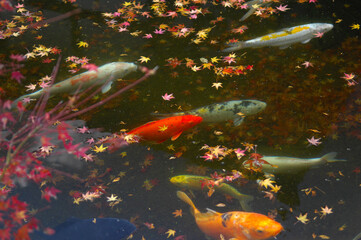 カラフルな鯉が泳ぐ日本の池。もみじの紅葉、落ち葉が綺麗な秋の水面。
