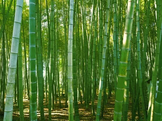 Zelfklevend Fotobehang Groen bamboebos in zonlicht © artmim