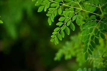 Fototapeta na wymiar Fresh moringa leaves background