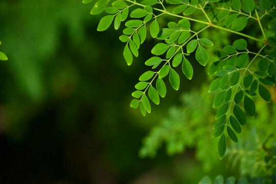 Fresh moringa leaves background