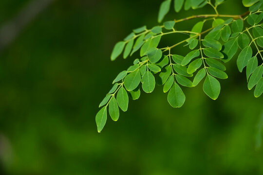 Fresh moringa leaves background