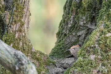 Young hoopoe on nest (Upupa epops)
