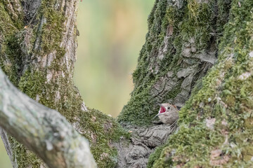 Newborn in the wild, hungry hoopoe on nest (Upupa epops)