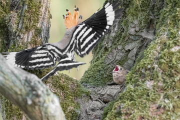 Back home, Eurasian hoopoe female in flight with hungry chick (Upupa epops)