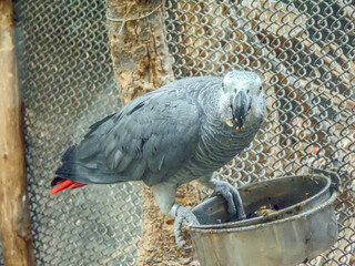 African grey parrot (Jako). Closeup © Herman Vlad
